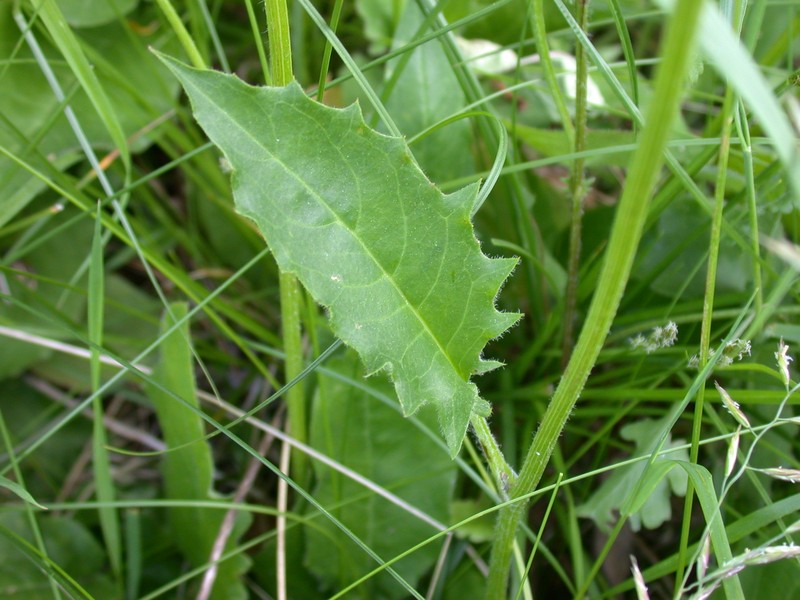 Hieracium subaequialtum photo 2