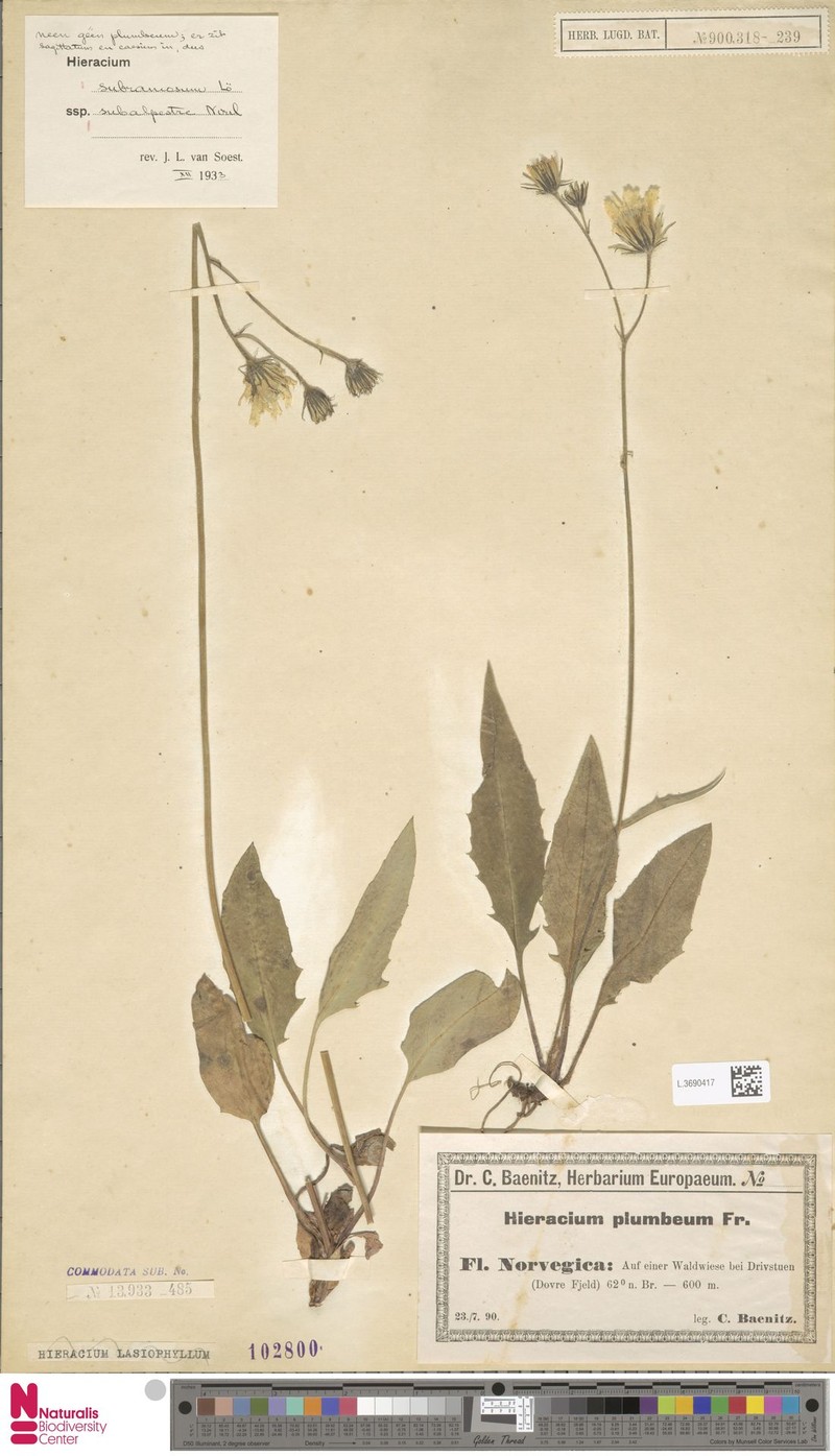Hieracium subalpestre