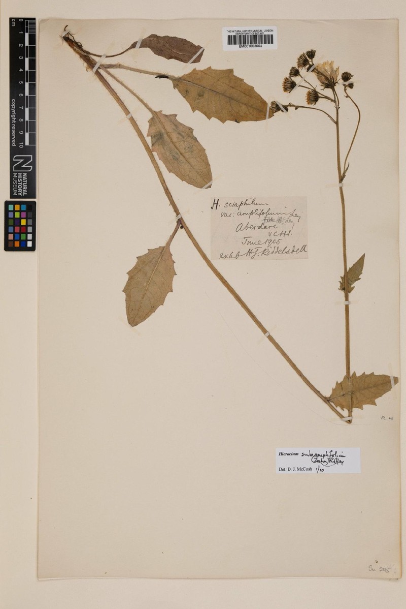 Hieracium subamplifolium
