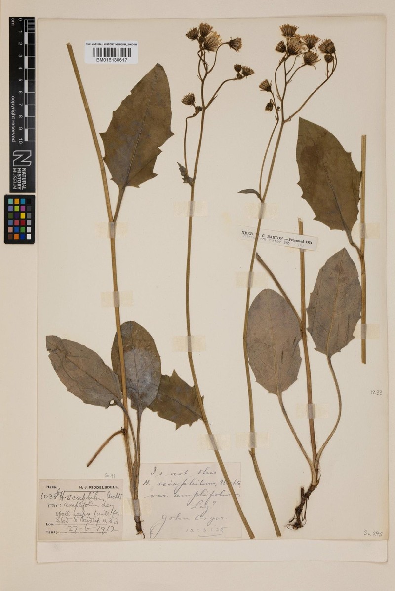 Hieracium subamplifolium photo 2