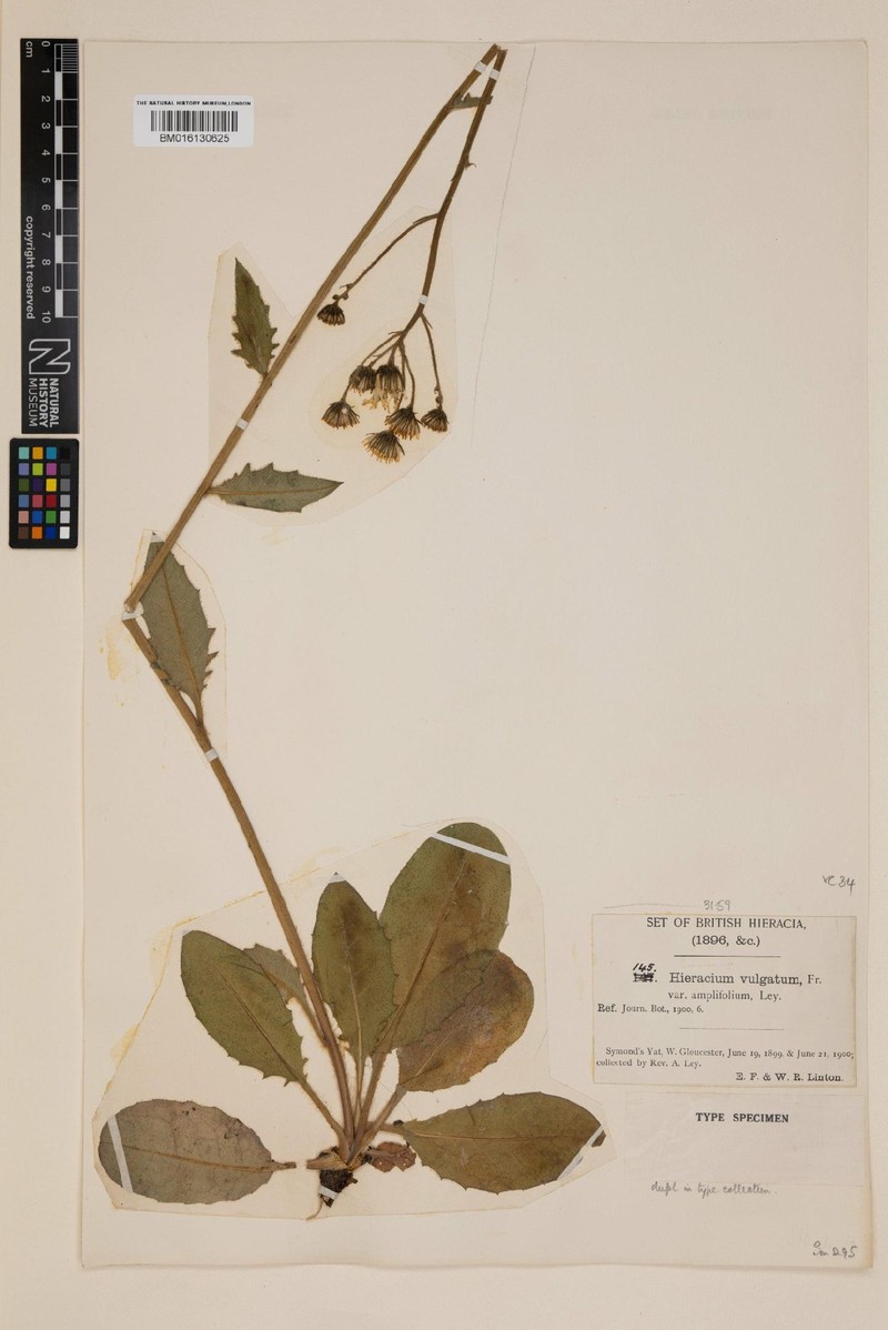 Hieracium subamplifolium photo 3