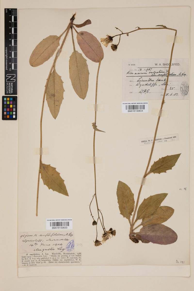 Hieracium subamplifolium photo 4