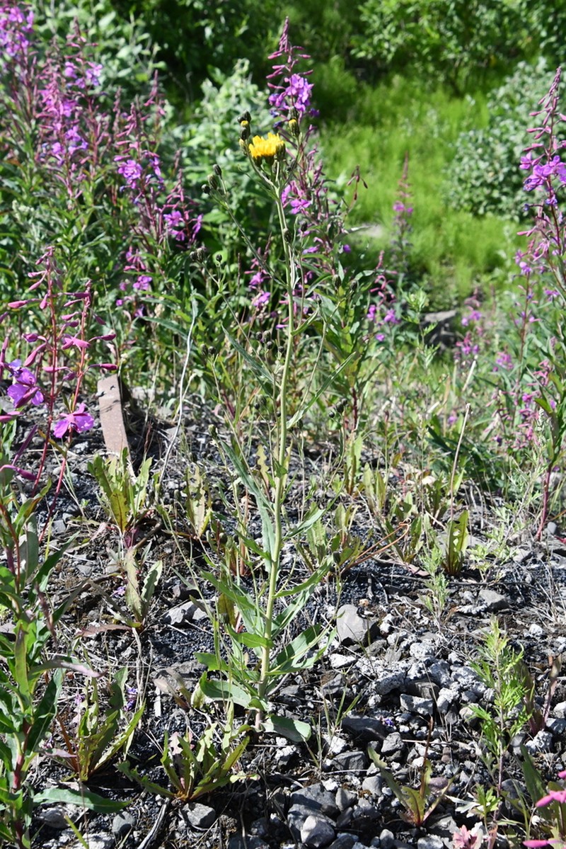 Hieracium subarctophilum