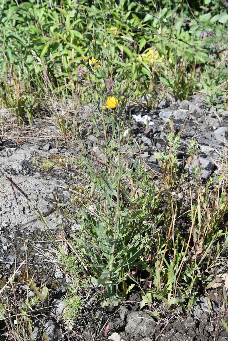 Hieracium subarctophilum photo 2