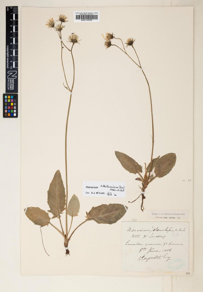 Hieracium subbritannicum
