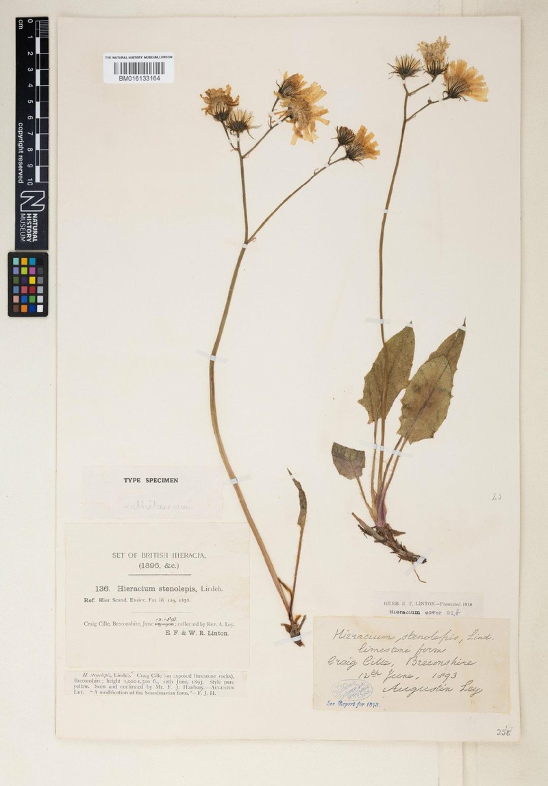 Hieracium subbritannicum photo 2