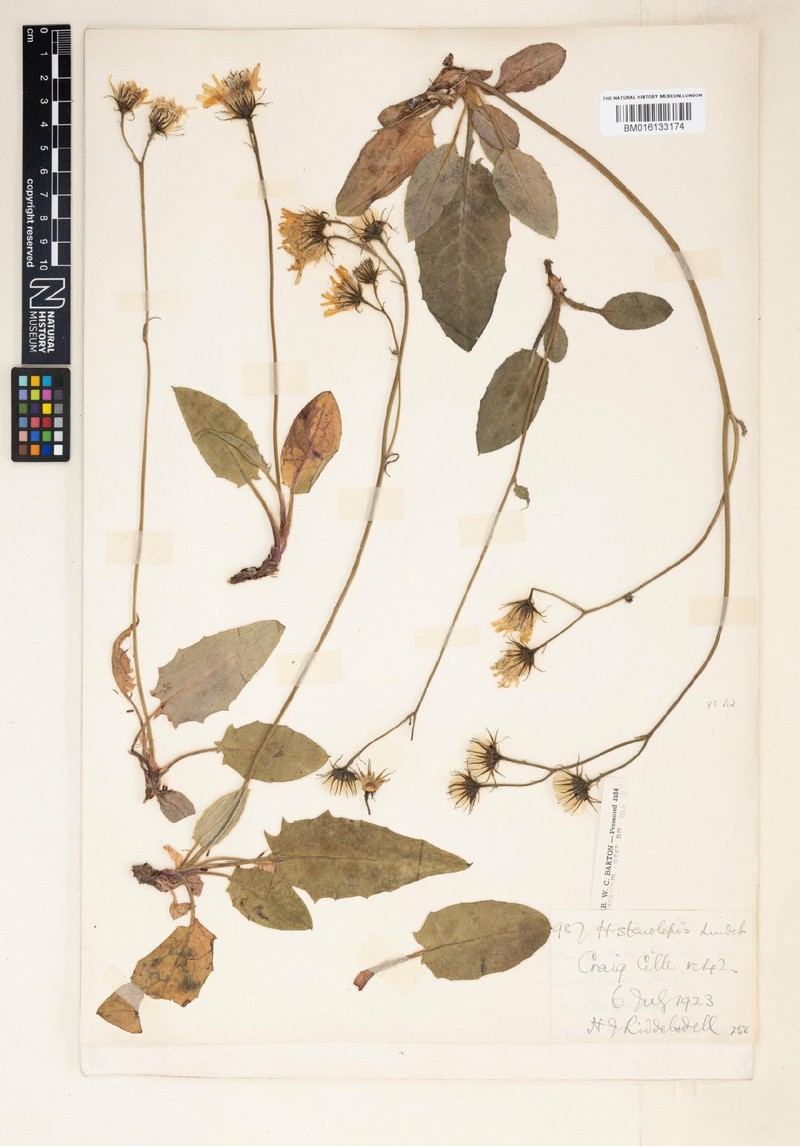 Hieracium subbritannicum photo 3