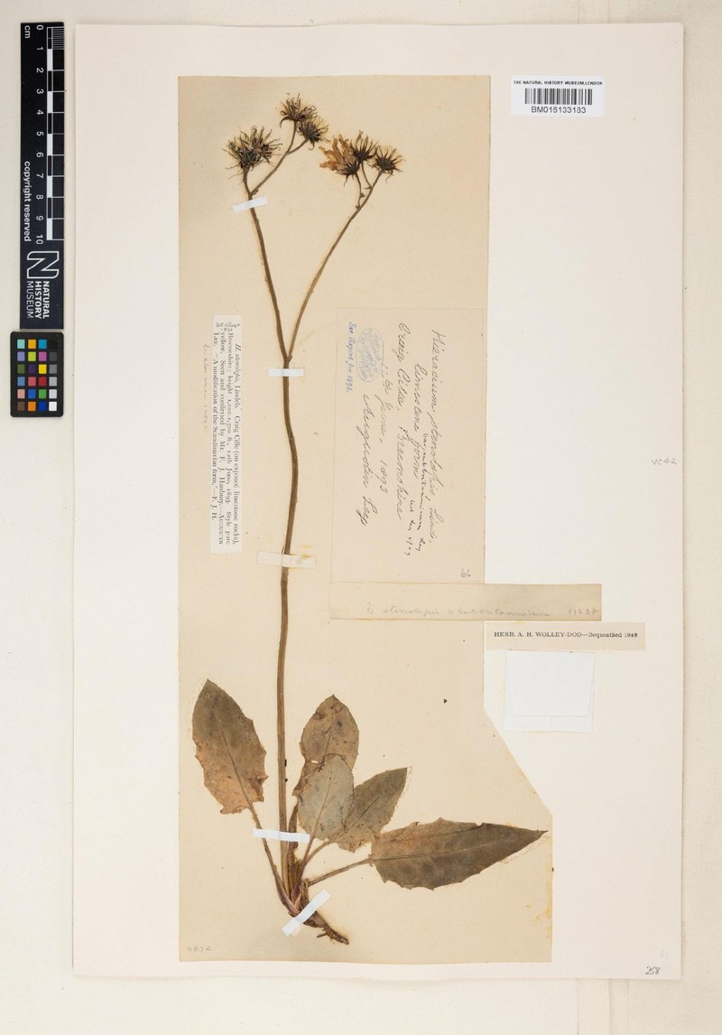 Hieracium subbritannicum photo 4