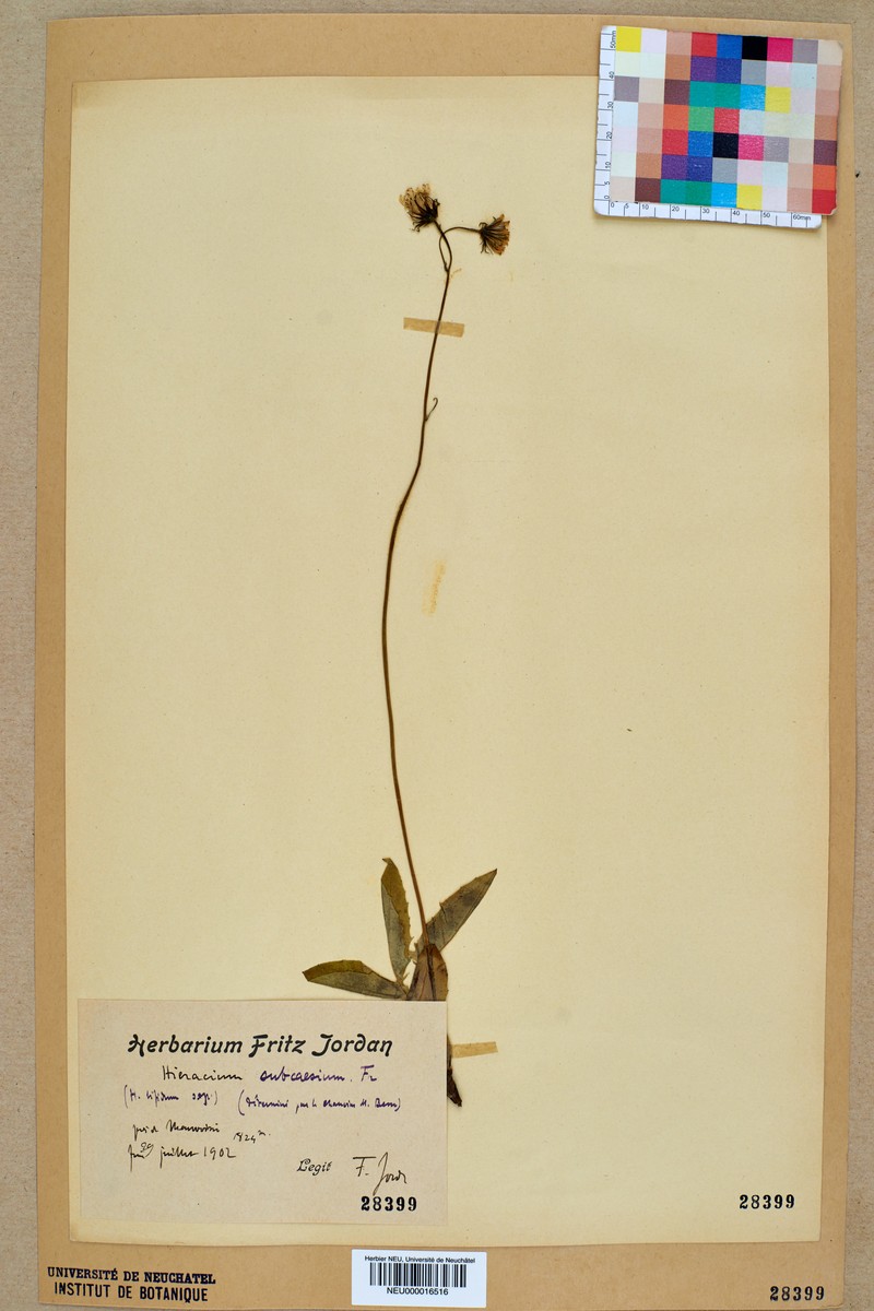 Hieracium subcaesium