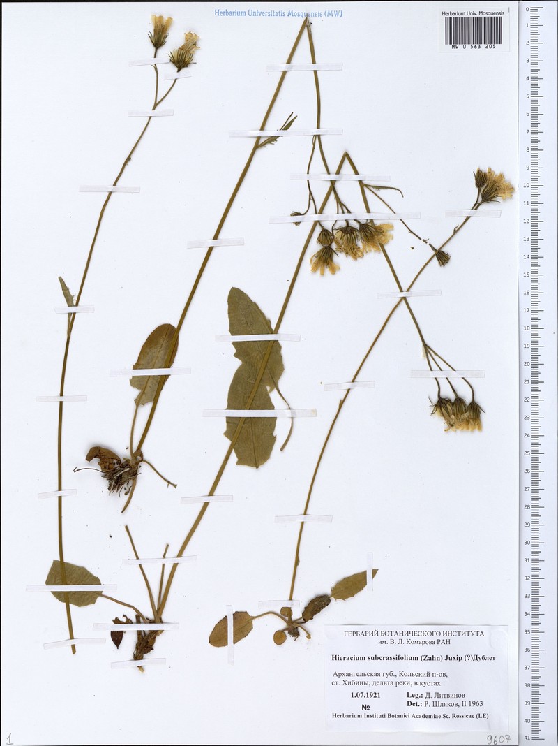 Hieracium subcrassifolium