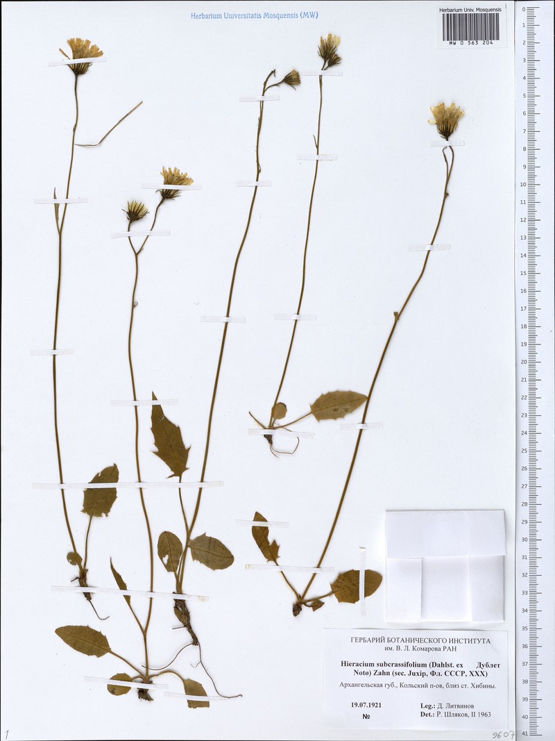 Hieracium subcrassifolium photo 2