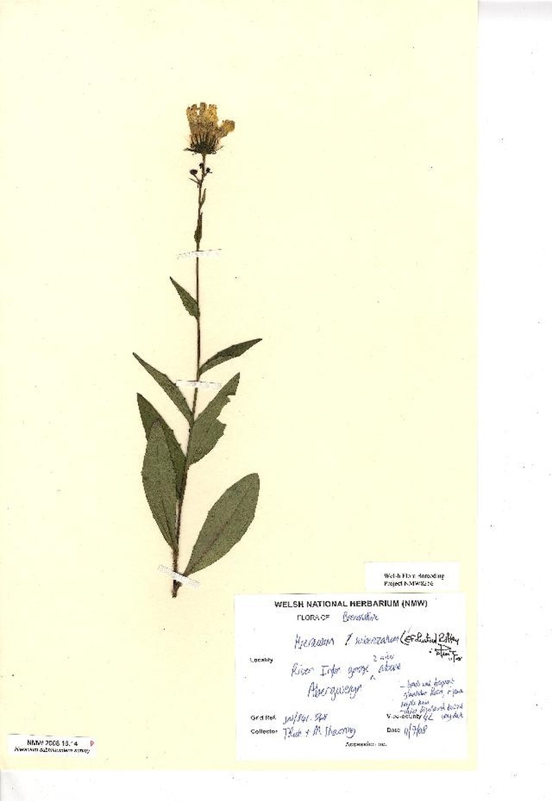 Hieracium subcrocatum