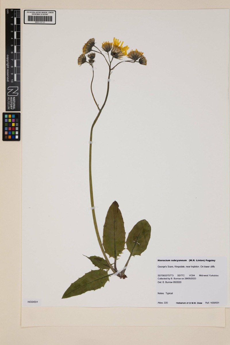 Hieracium subcyaneum