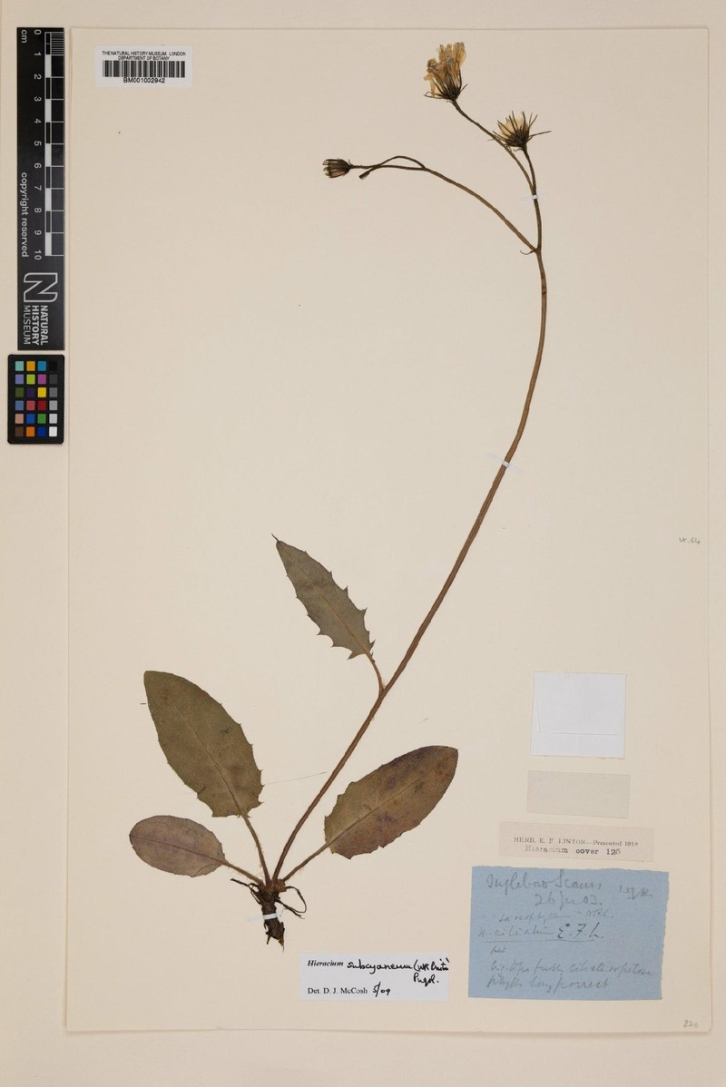 Hieracium subcyaneum photo 2