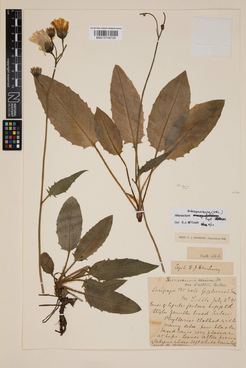 Hieracium subcyaneum photo 3