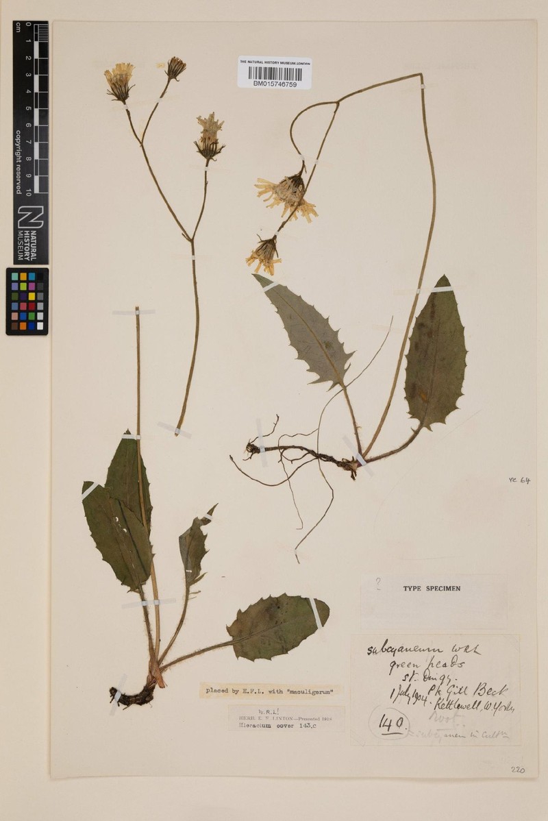 Hieracium subcyaneum photo 4