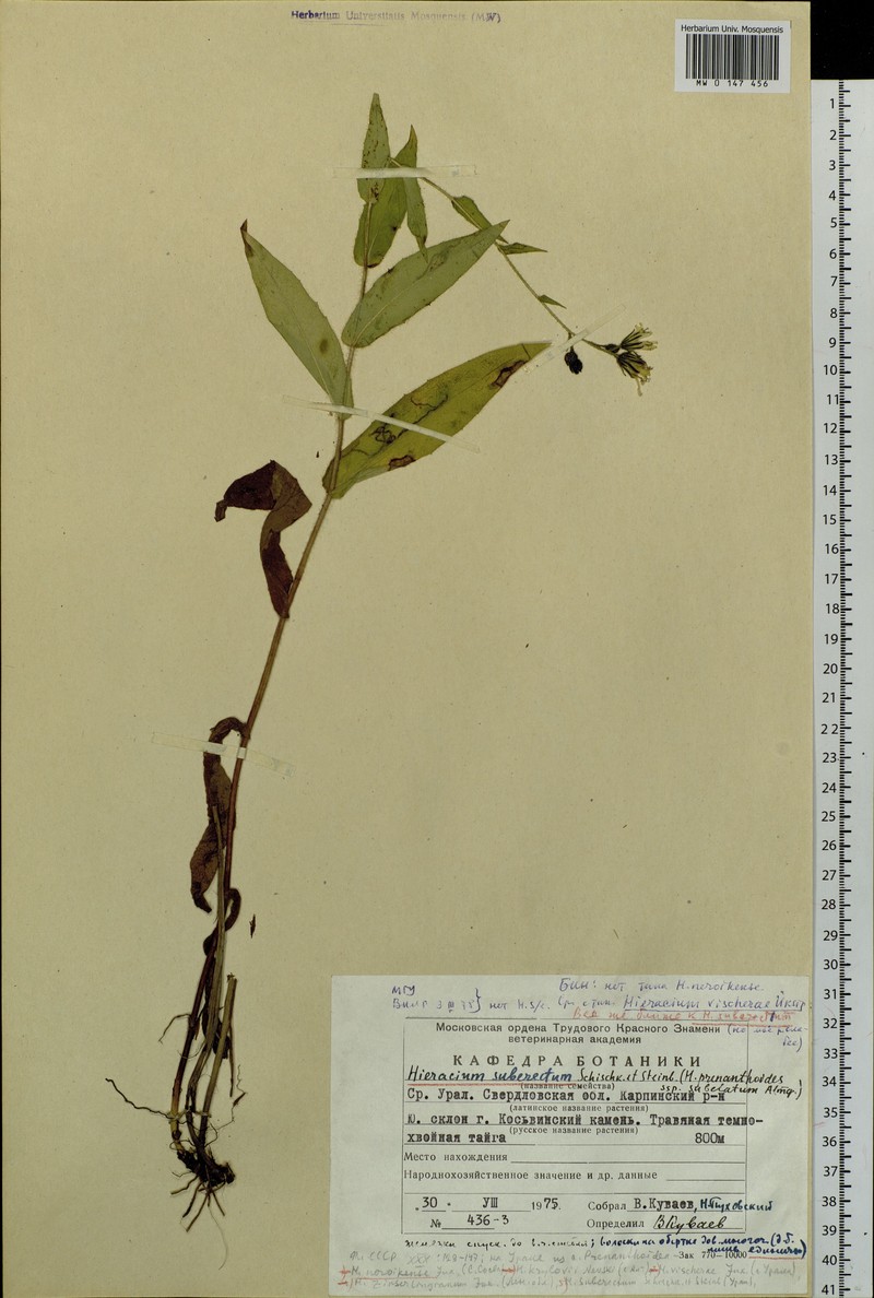 Hieracium suberectum