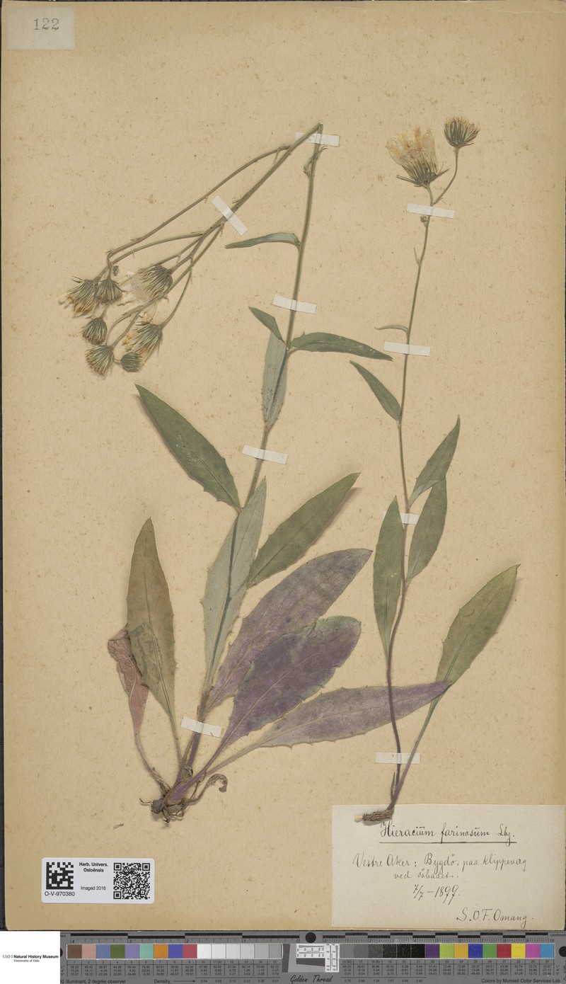 Hieracium subfarinaceum