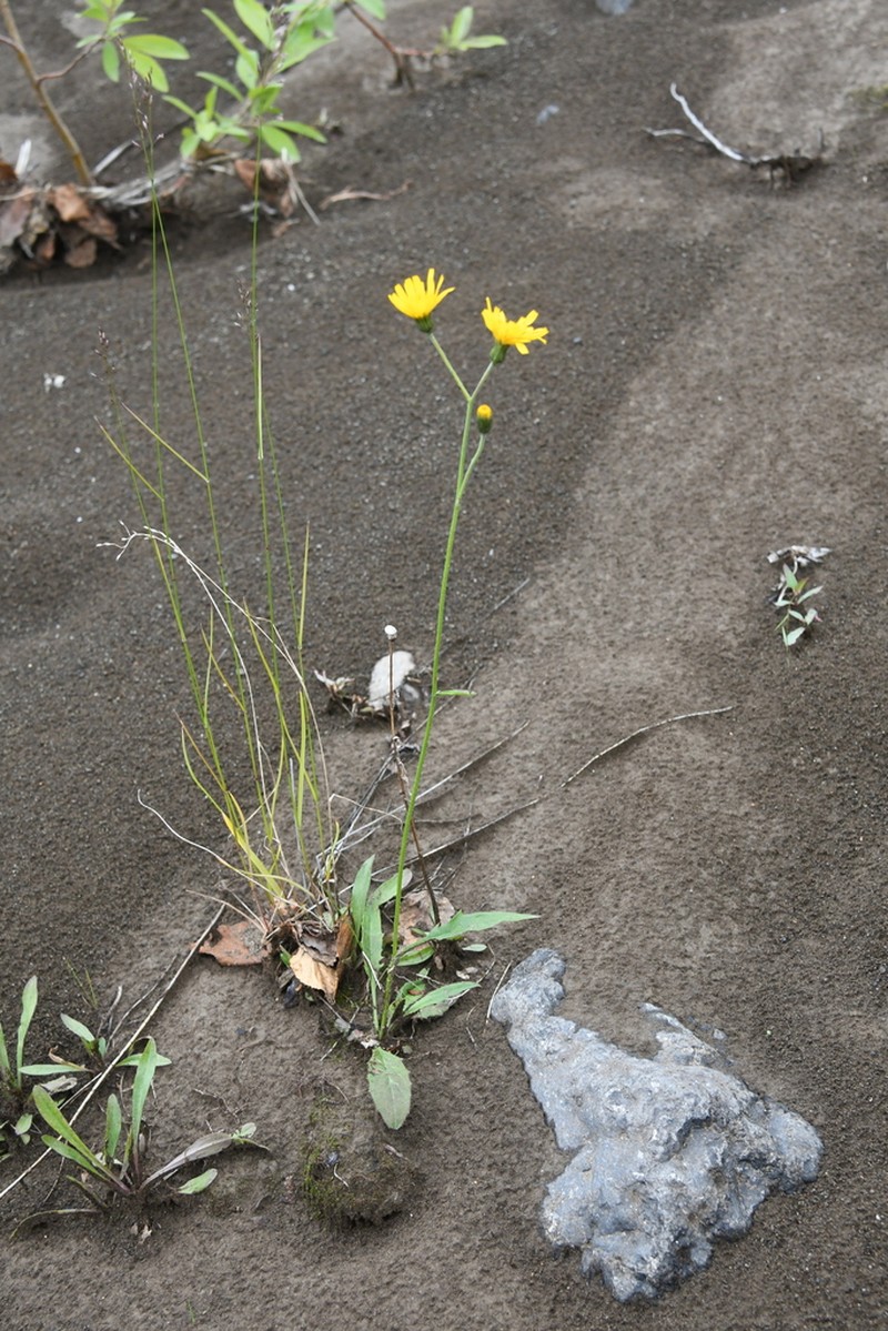 Hieracium subfariniramum