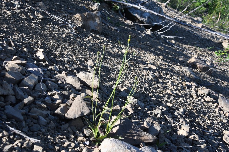 Hieracium subfariniramum photo 2