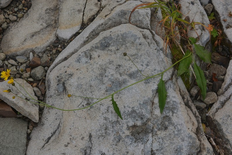Hieracium subfariniramum photo 3