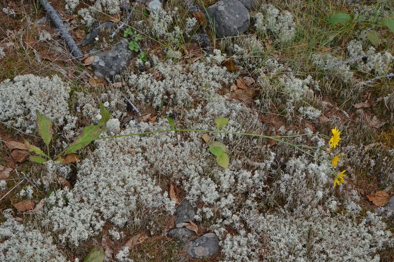 Hieracium subfariniramum photo 4