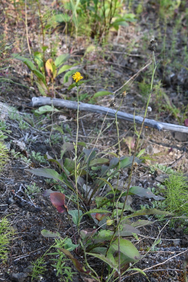 Hieracium subfariniramum photo 5