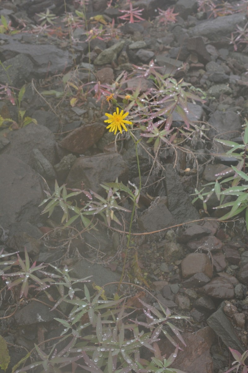 Hieracium subfariniramum photo 6