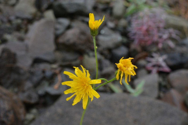 Hieracium subfariniramum photo 7