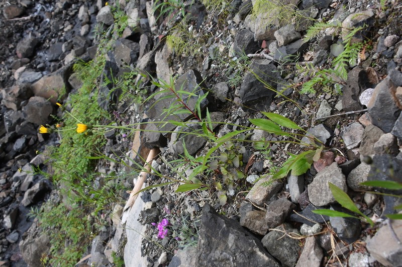 Hieracium subfariniramum photo 8