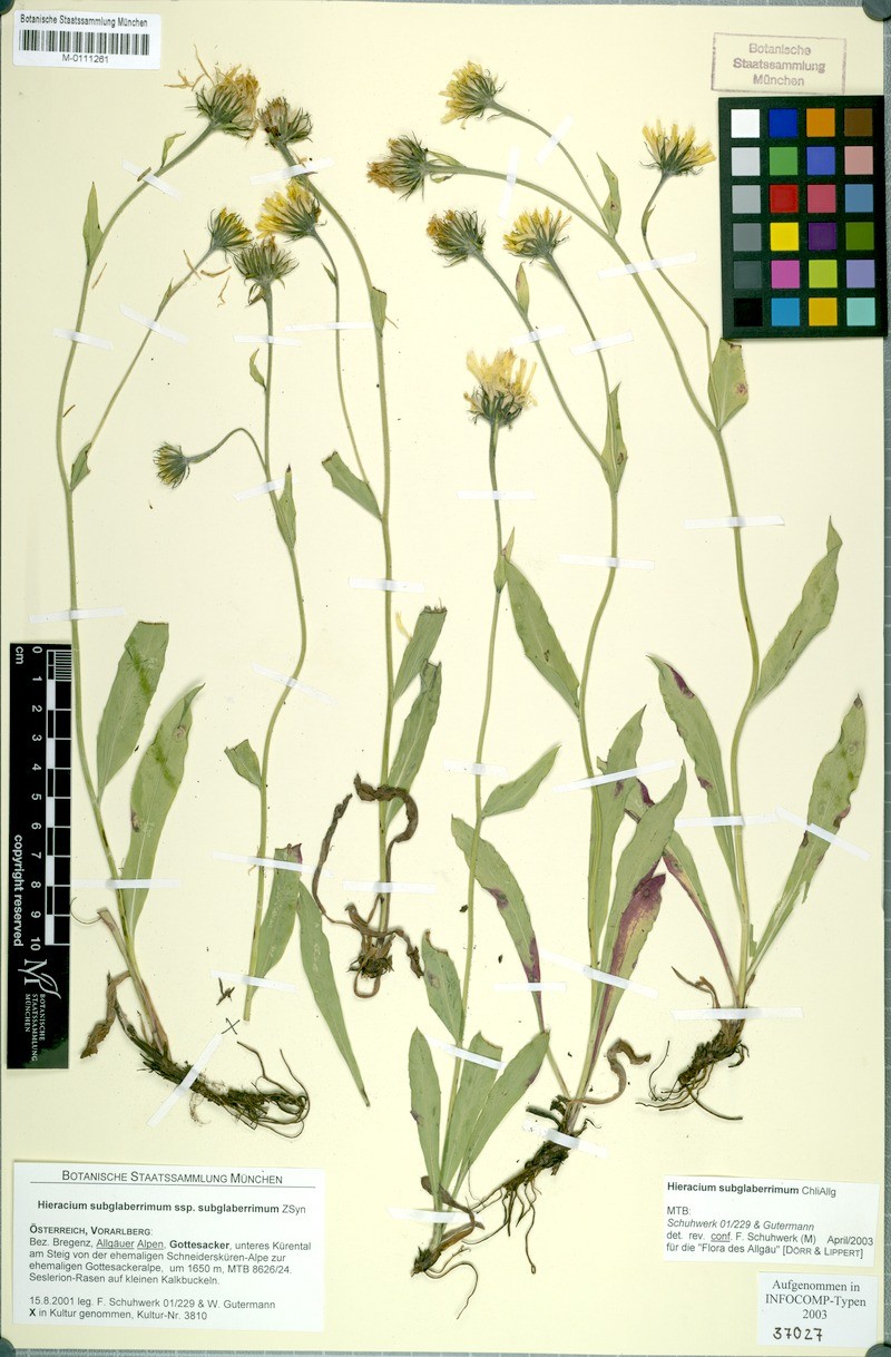 Hieracium subglaberrimum