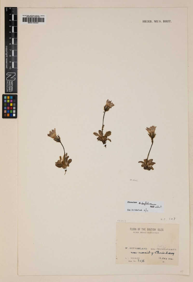 Hieracium subglobosum