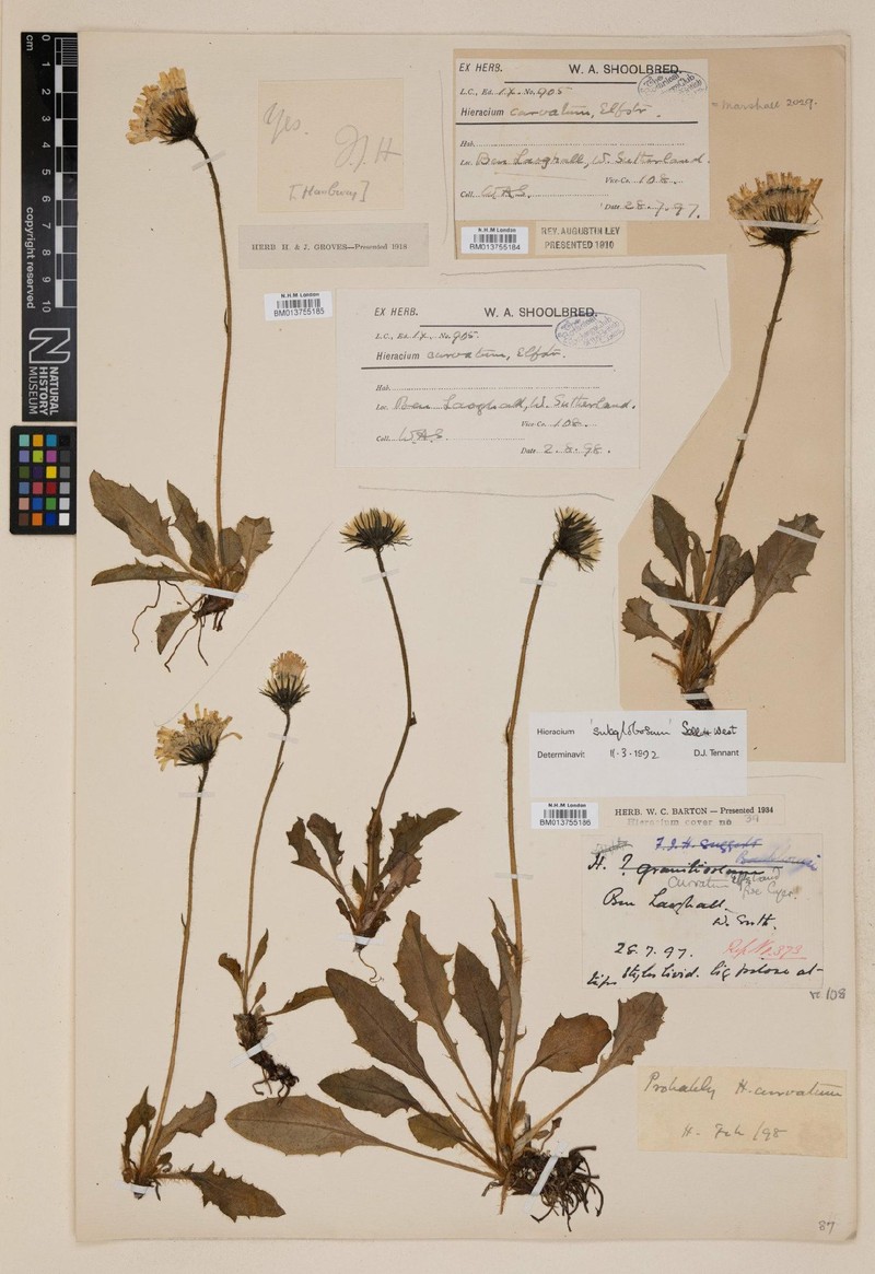 Hieracium subglobosum photo 2