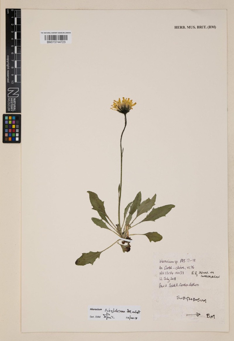 Hieracium subglobosum photo 3