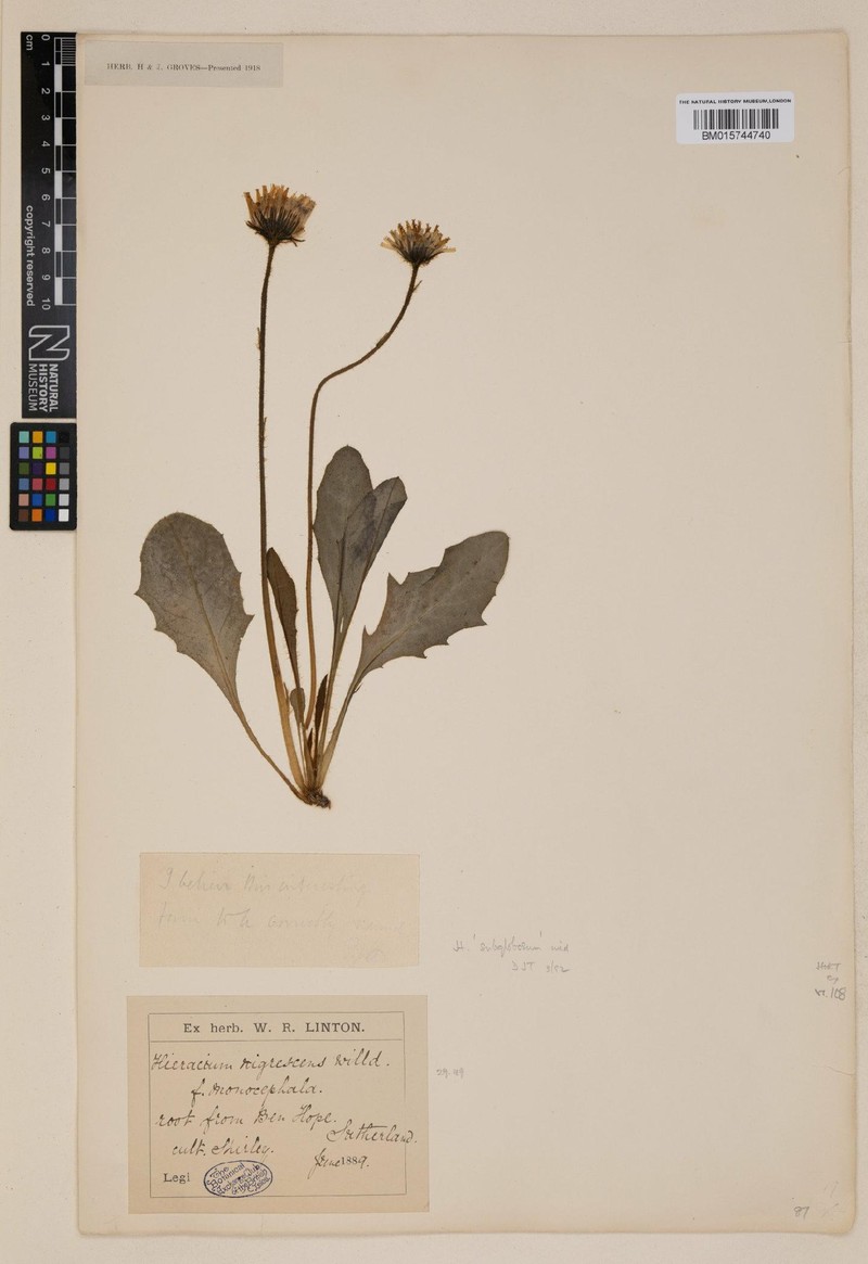 Hieracium subglobosum photo 4