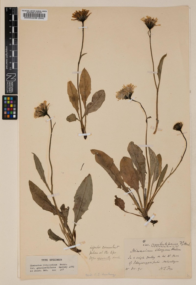 Hieracium subgracilentipes