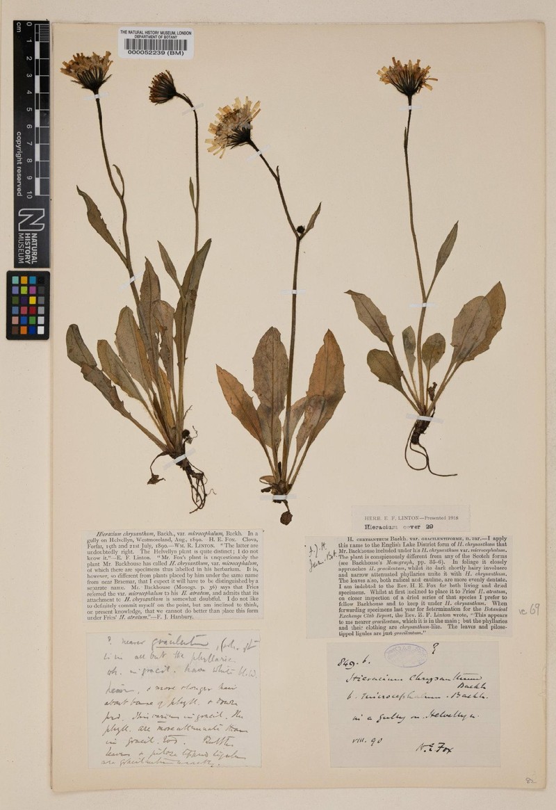 Hieracium subgracilentipes photo 2