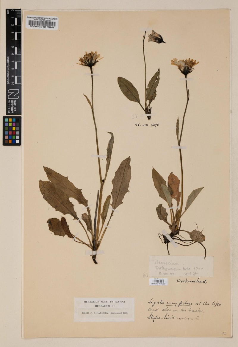 Hieracium subgracilentipes photo 3