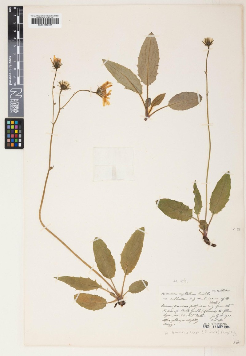 Hieracium subhirtum