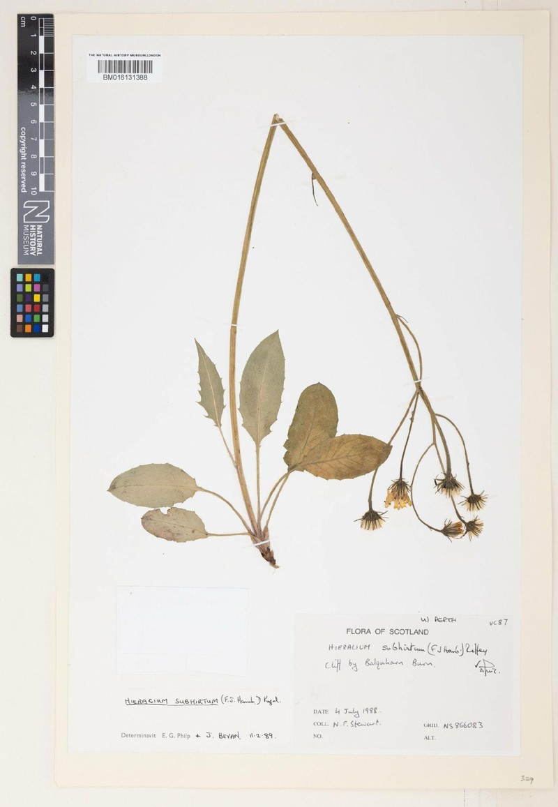 Hieracium subhirtum photo 2