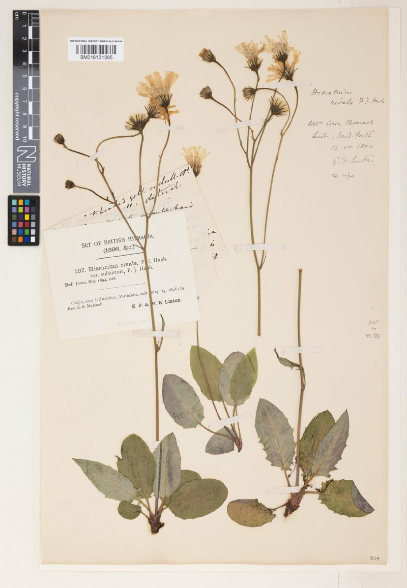 Hieracium subhirtum photo 3
