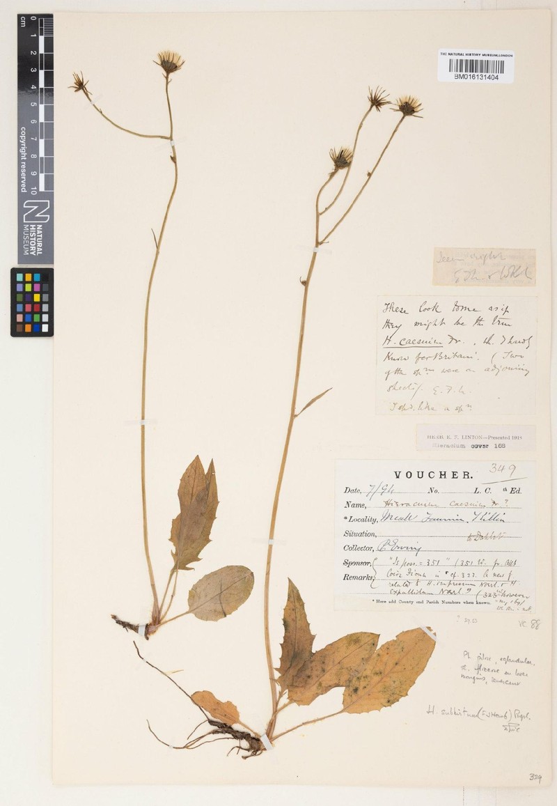 Hieracium subhirtum photo 4