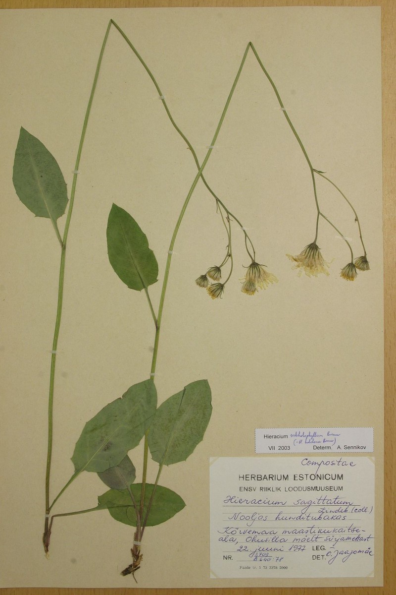 Hieracium subholophyllum