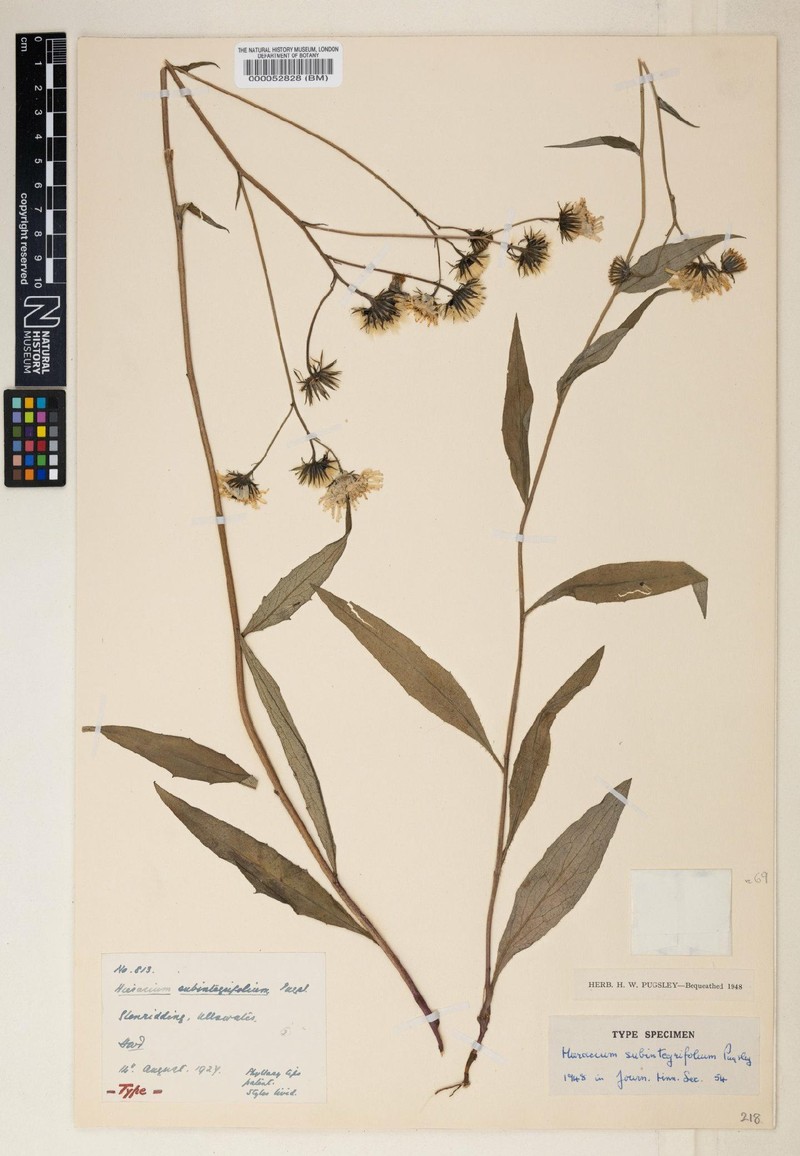 Hieracium subintegrifolium