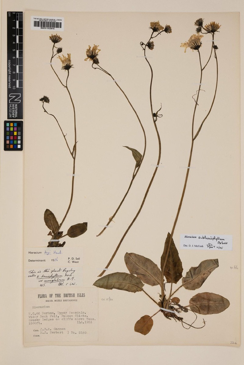 Hieracium sublasiophyllum