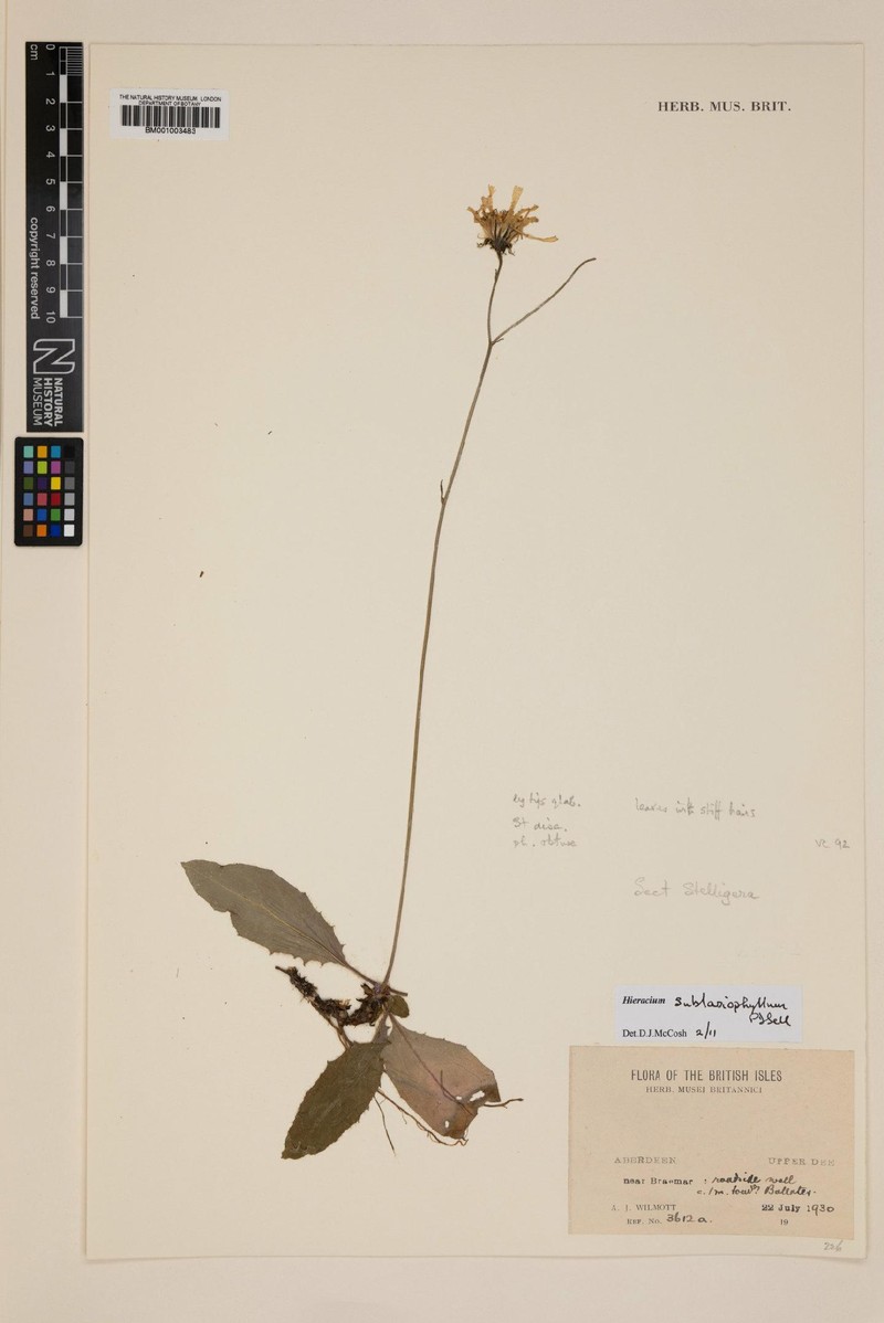 Hieracium sublasiophyllum photo 2