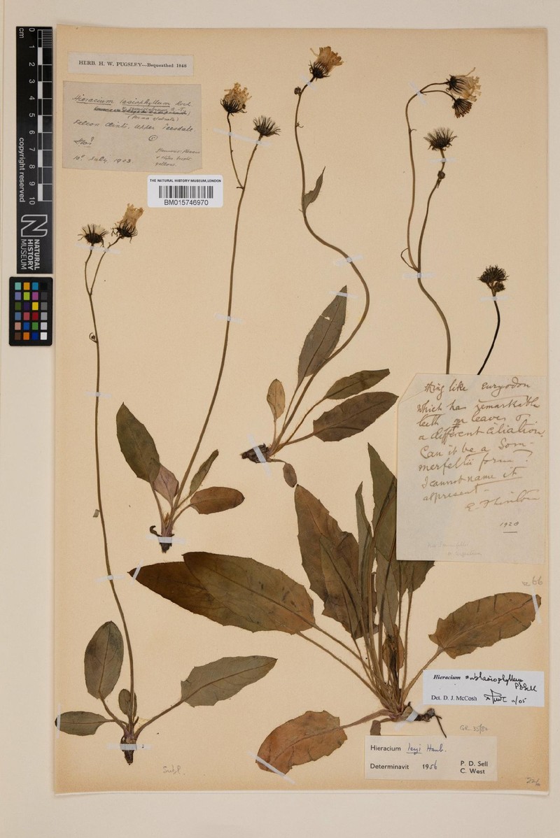 Hieracium sublasiophyllum photo 3