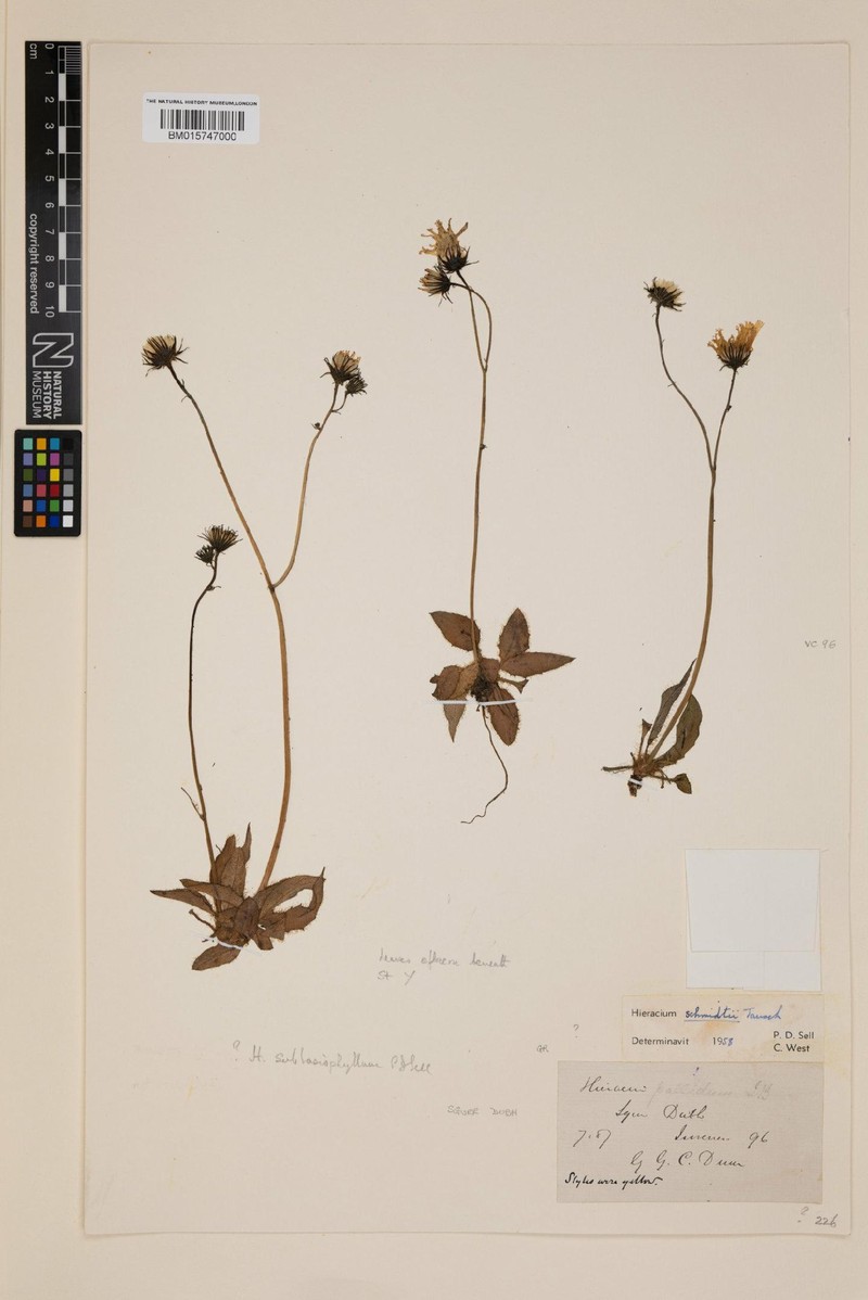 Hieracium sublasiophyllum photo 4