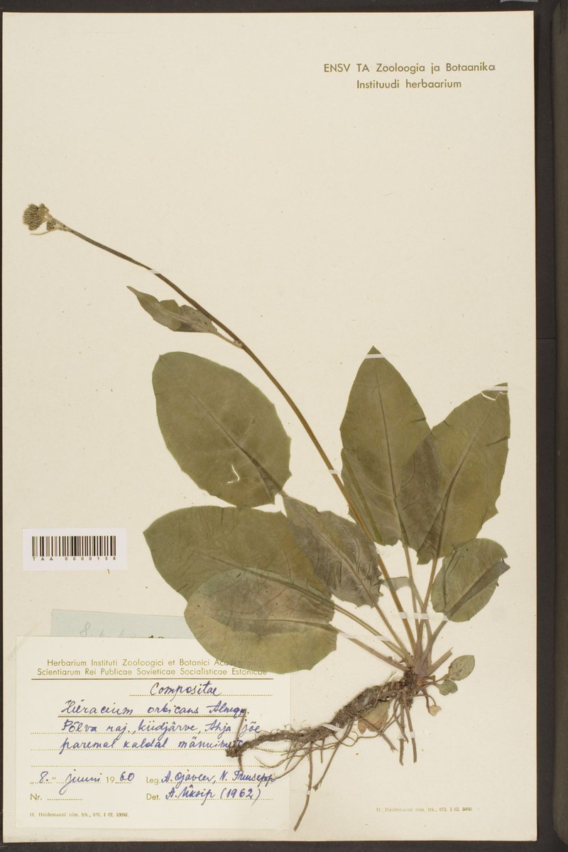 Hieracium submarginellum