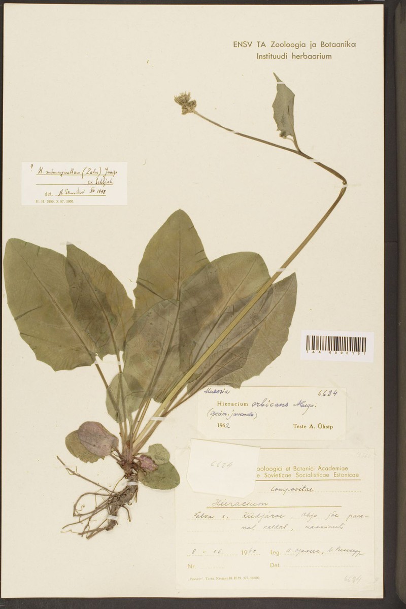Hieracium submarginellum photo 2